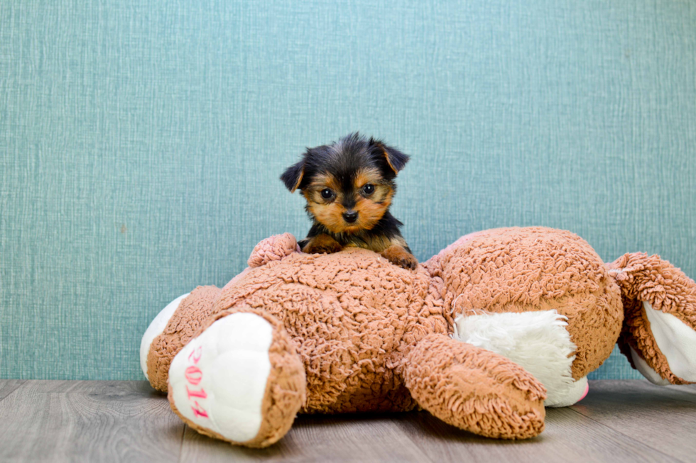 Meet Avery - our Yorkshire Terrier Puppy Photo 