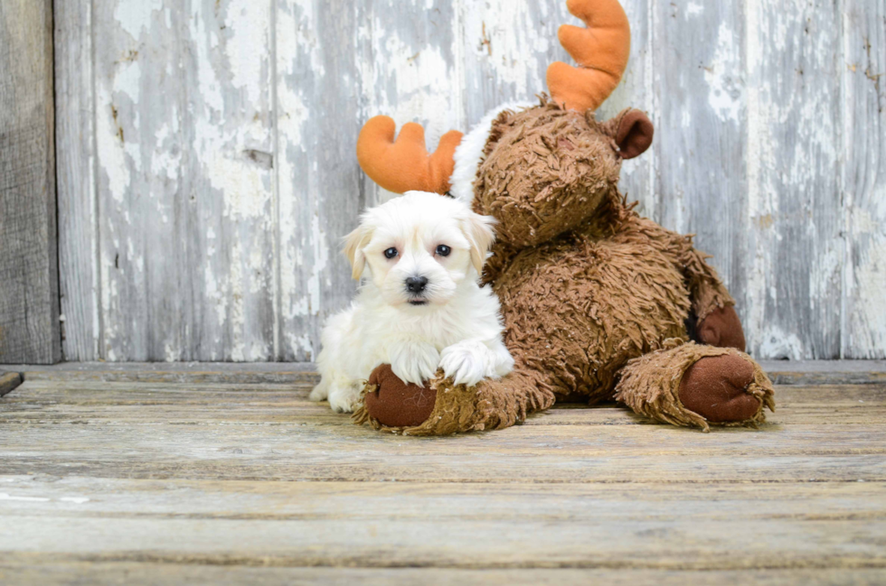 Cute Maltipoo Baby