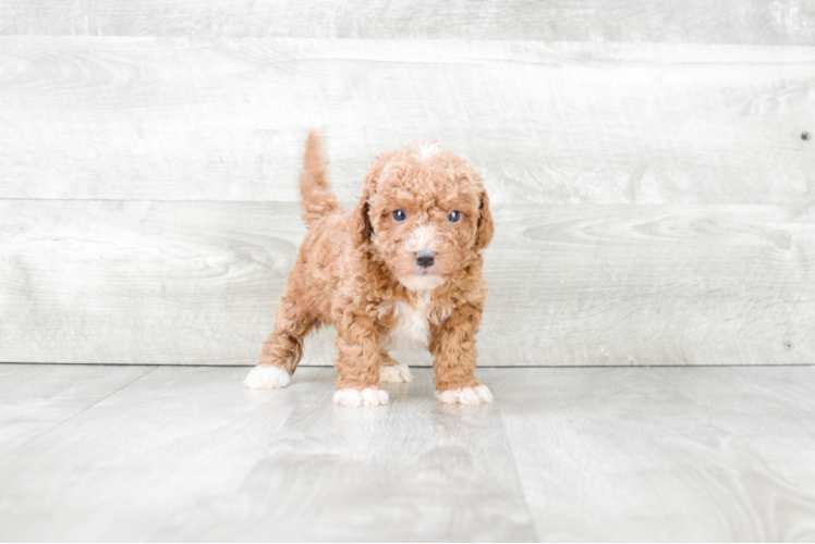 Cavapoo Puppy for Adoption