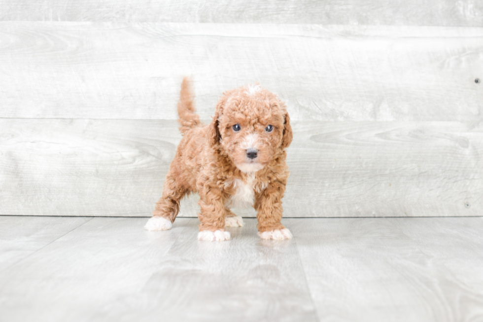 Cavapoo Puppy for Adoption