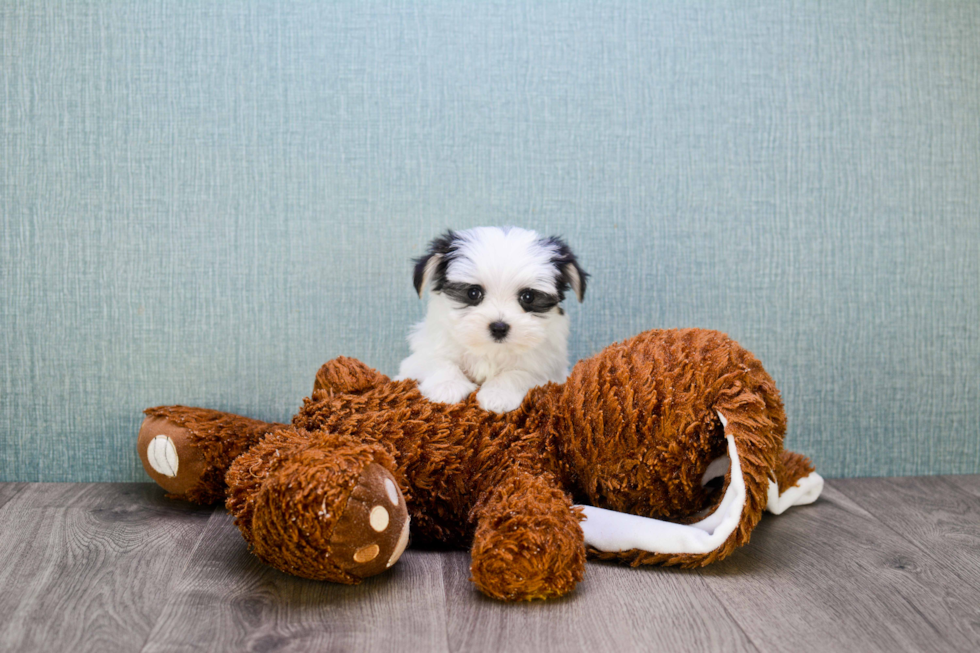 Morkie Pup Being Cute