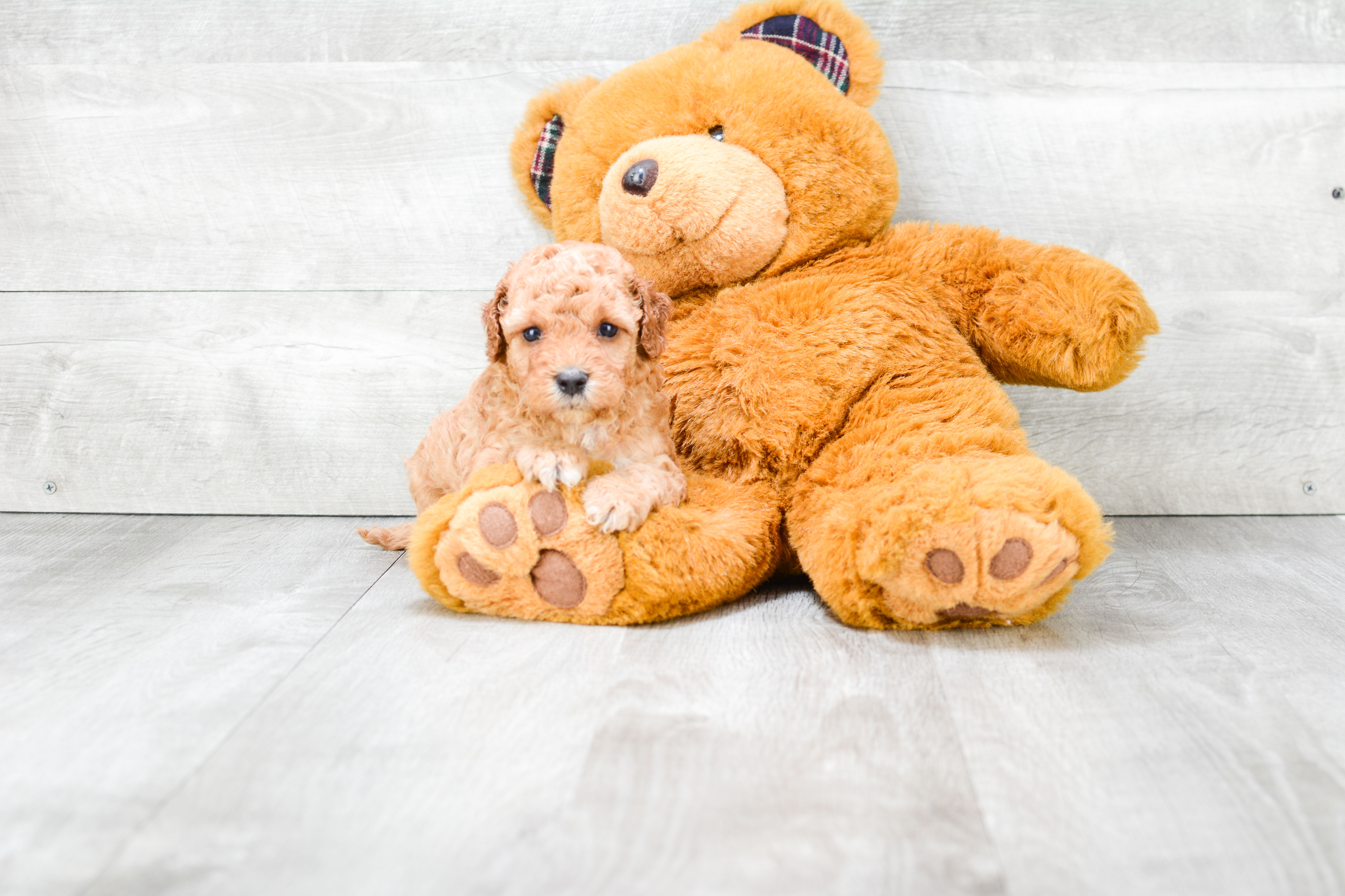 Sweet Pudle Purebred Puppy