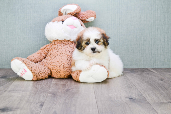 Teddy Bear Pup Being Cute