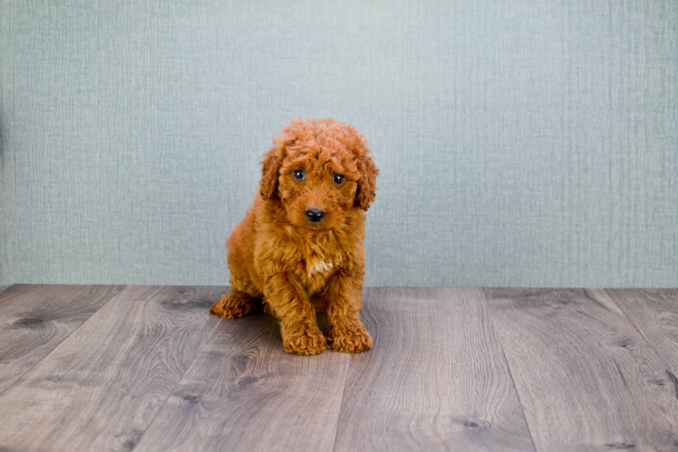 Cute Mini Goldendoodle Baby