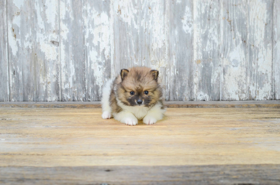 Small Pomeranian Baby