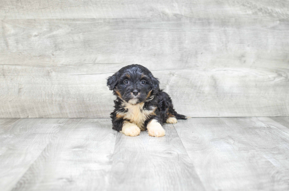 Mini Bernedoodle Puppy for Adoption