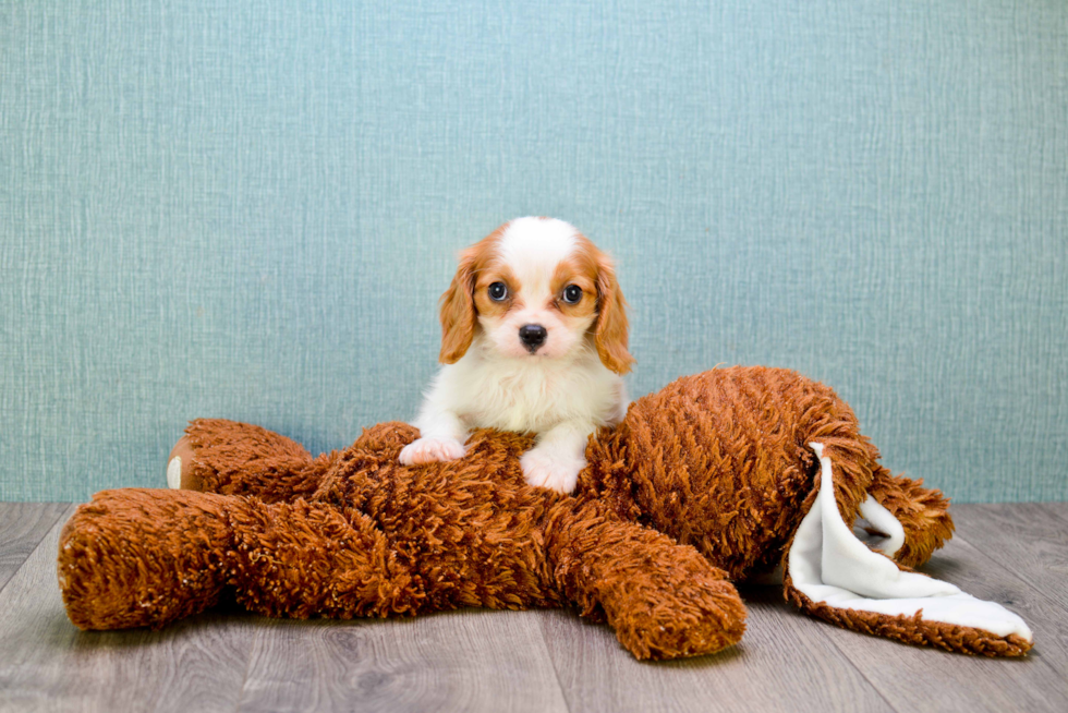 Cavalier King Charles Spaniel Puppy for Adoption