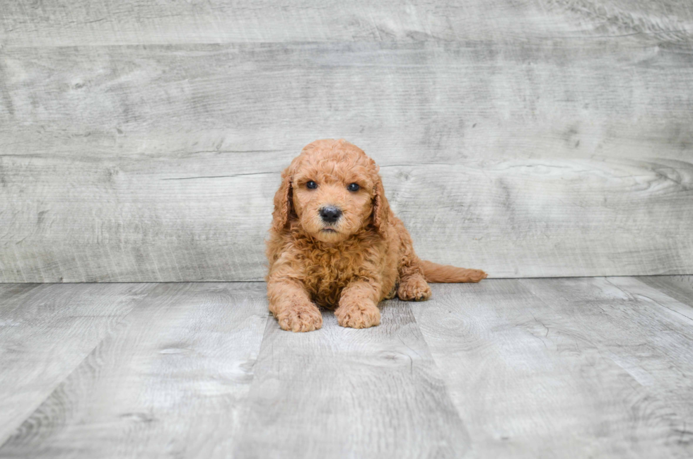 Mini Goldendoodle Puppy for Adoption