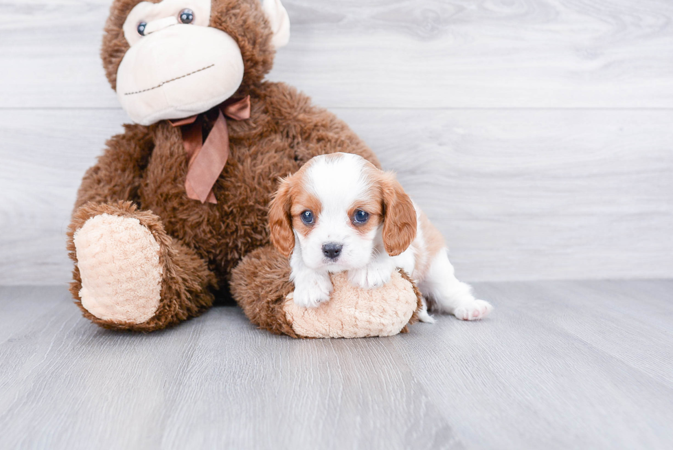 Best Cavalier King Charles Spaniel Baby