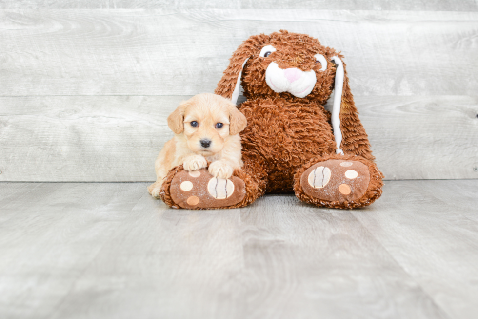 Playful Cavalier Designer Puppy