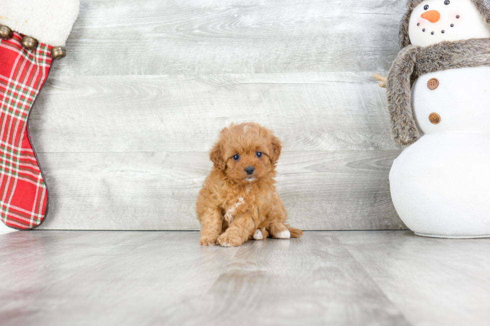 Funny Cavapoo Poodle Mix Pup