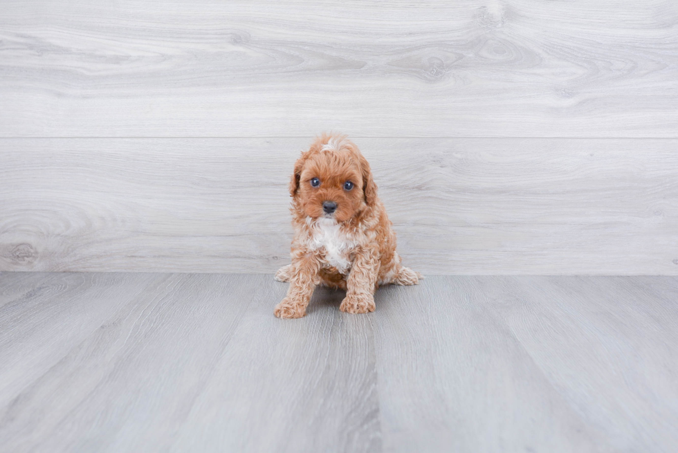 Cavapoo Puppy for Adoption