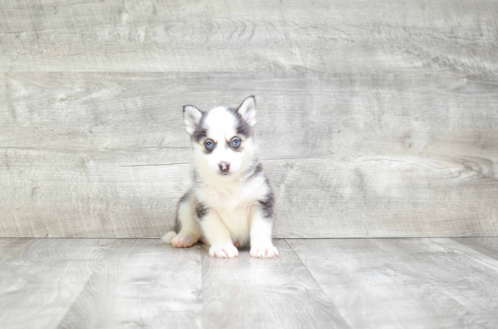 Fluffy Pomsky Designer Pup