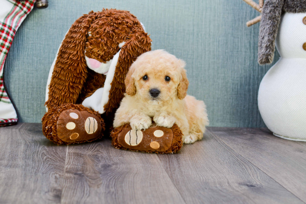 Funny Maltipoo Poodle Mix Pup