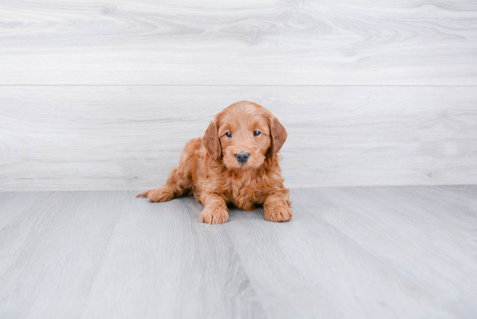 Little Golden Retriever Poodle Mix Puppy