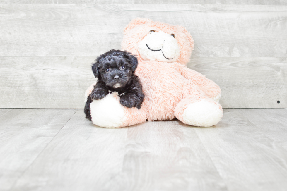 Playful Yorkie Doodle Poodle Mix Puppy