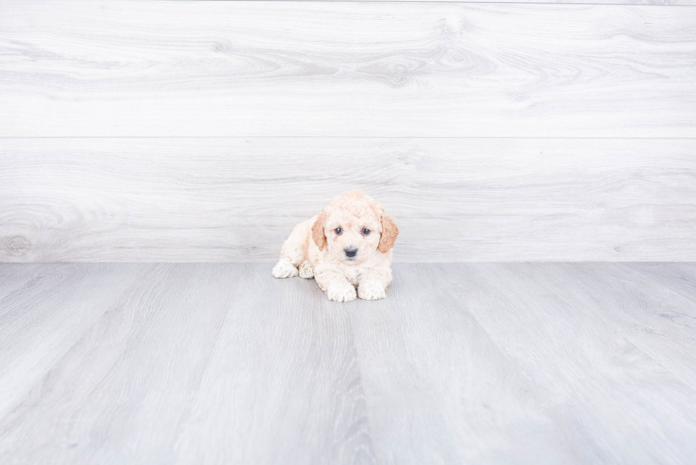 Adorable Pudle Purebred Puppy