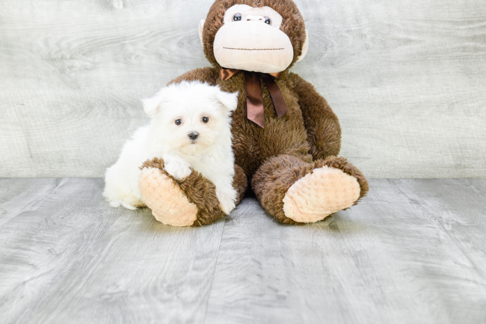 Hypoallergenic Maltese Baby