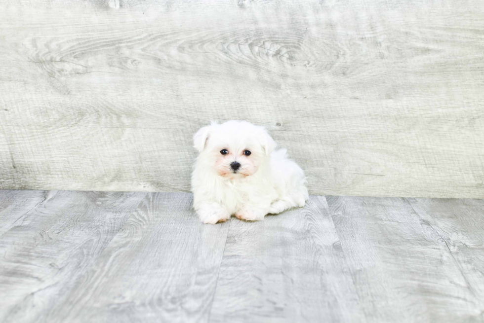 Akc Registered Maltese Purebred Pup