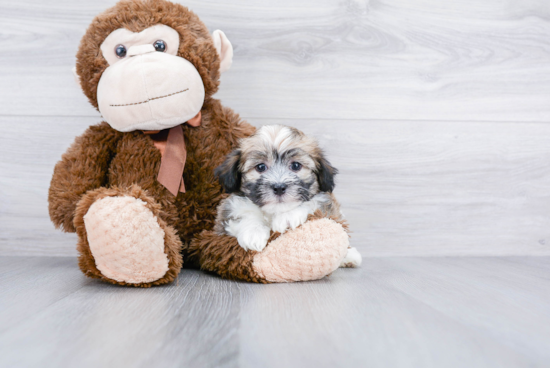 Fluffy Havanese Purebred Puppy