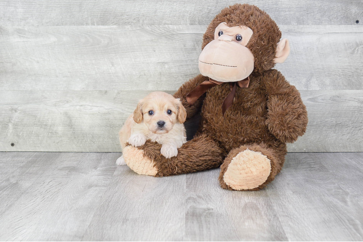 Petite Cavachon Designer Pup