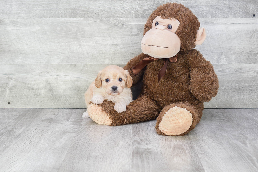 Petite Cavachon Designer Pup