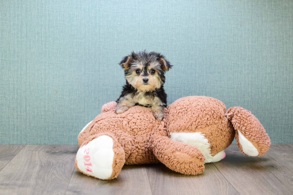 Smart Morkie Designer Pup