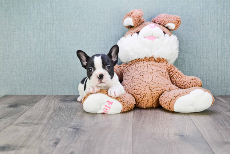 Fluffy Frenchie Purebred Puppy