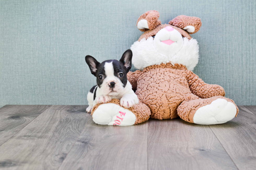 Fluffy Frenchie Purebred Puppy