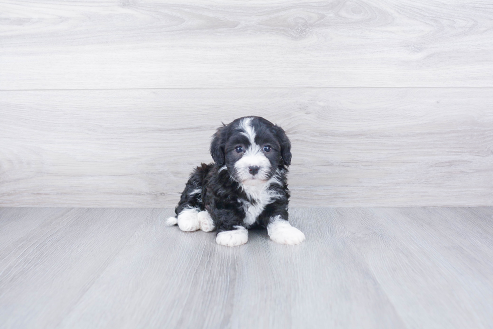 Havanese Pup Being Cute