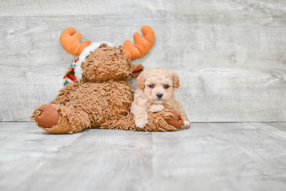 Fluffy Maltipoo Poodle Mix Pup