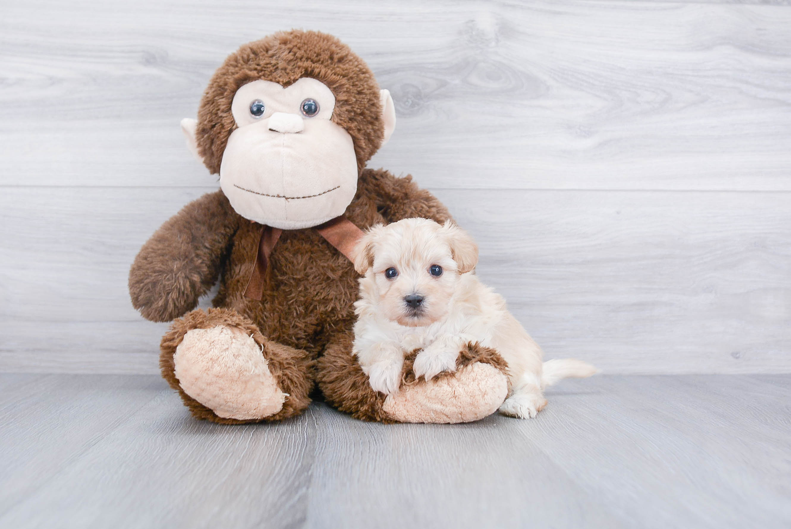 Cute Maltipoo Baby