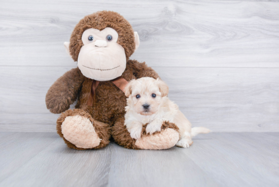 Cute Maltipoo Baby