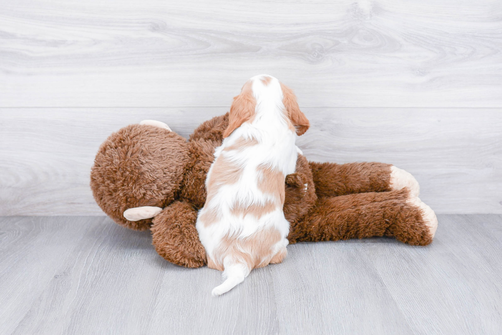 Cavalier King Charles Spaniel Pup Being Cute