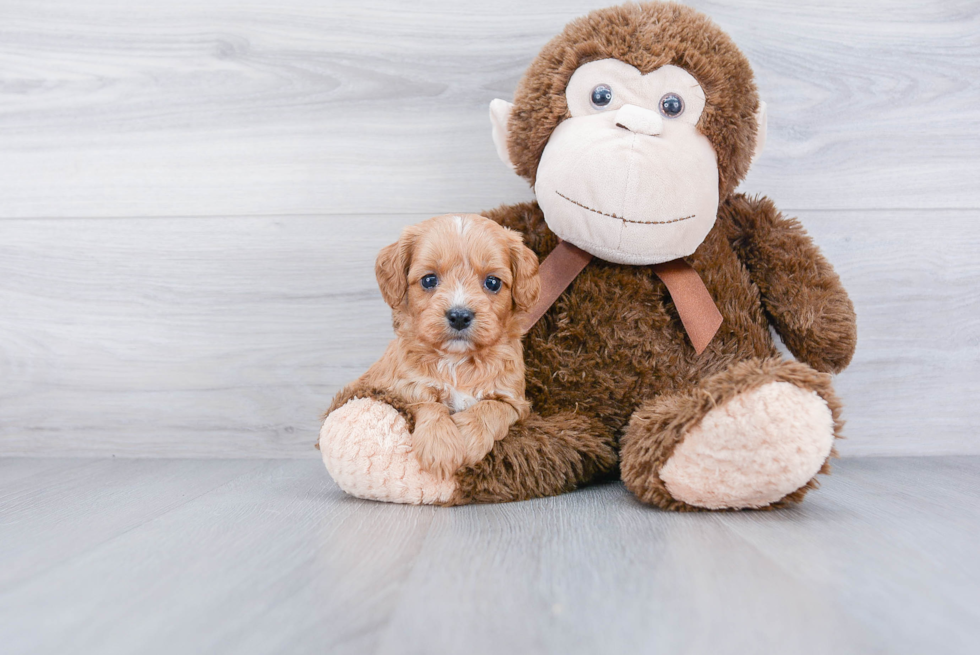 Fluffy Cavapoo Poodle Mix Pup