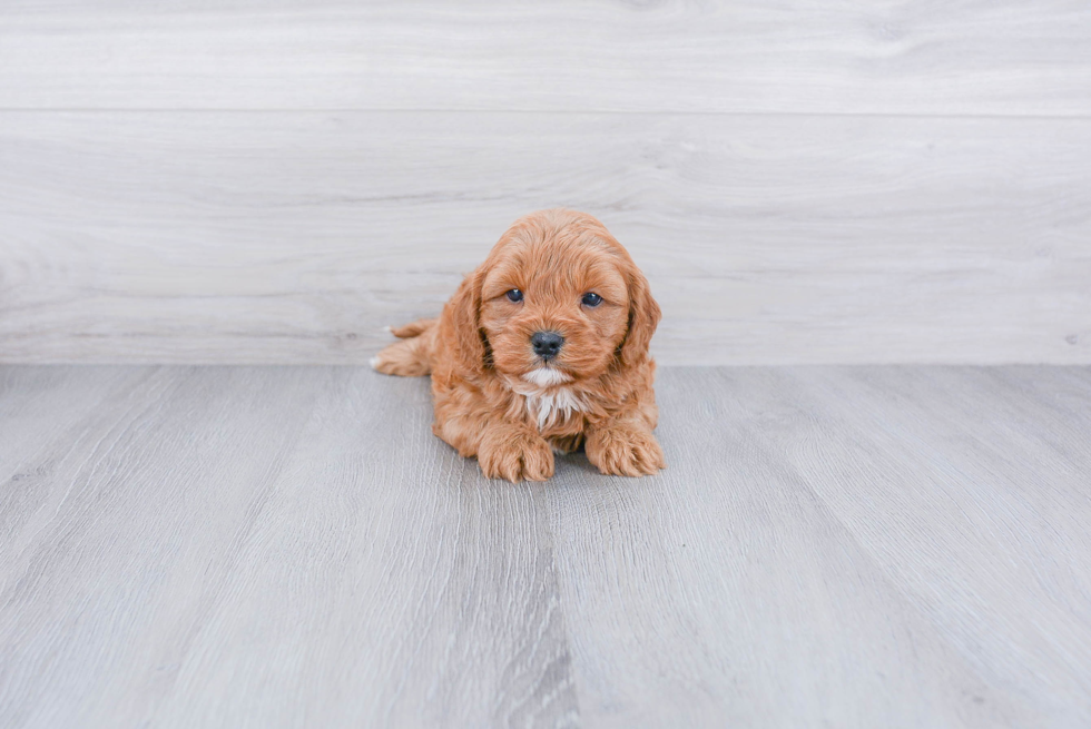 Cavapoo Pup Being Cute