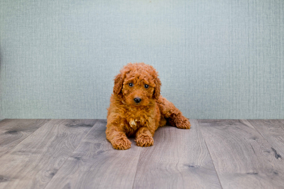 Mini Goldendoodle Pup Being Cute