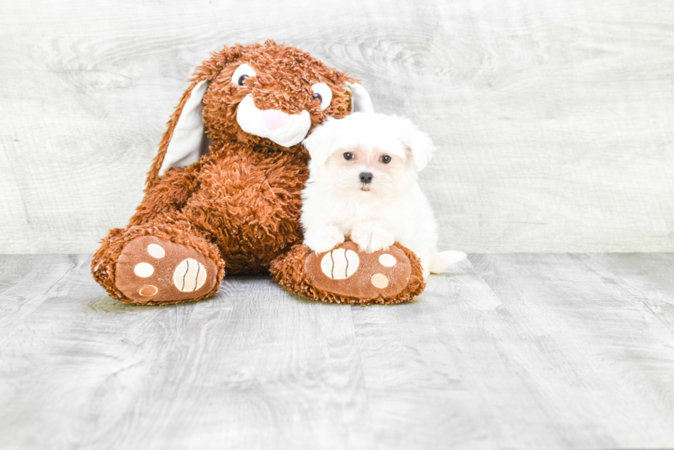 Akc Registered Maltese Purebred Pup