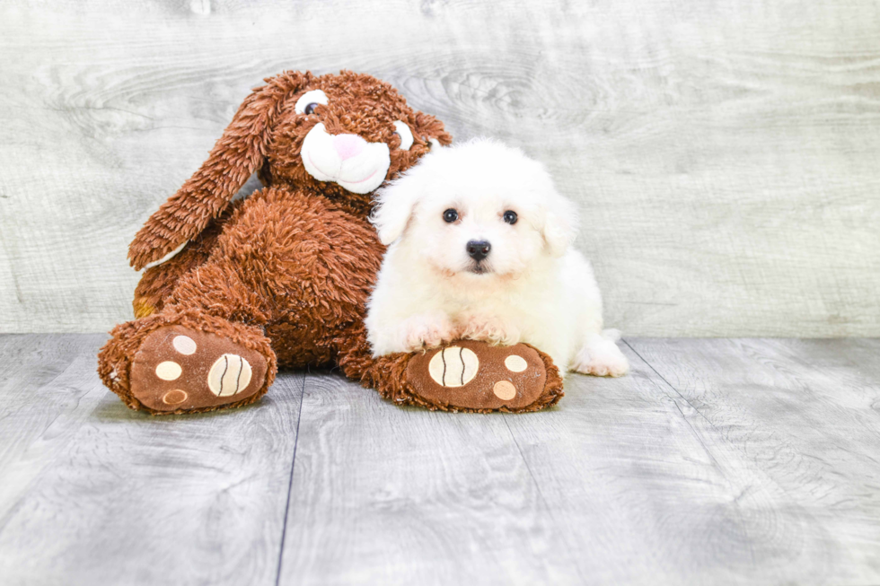 Bichon Frise Pup Being Cute