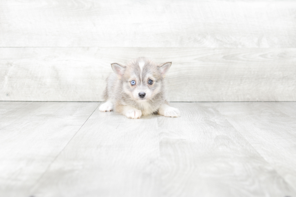 Pomsky Pup Being Cute