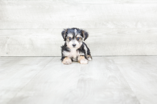 Morkie Puppy for Adoption