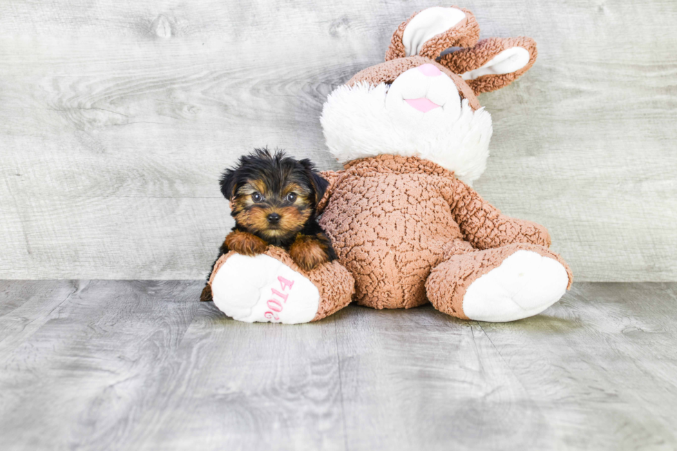 Meet Twinkle - our Yorkshire Terrier Puppy Photo 