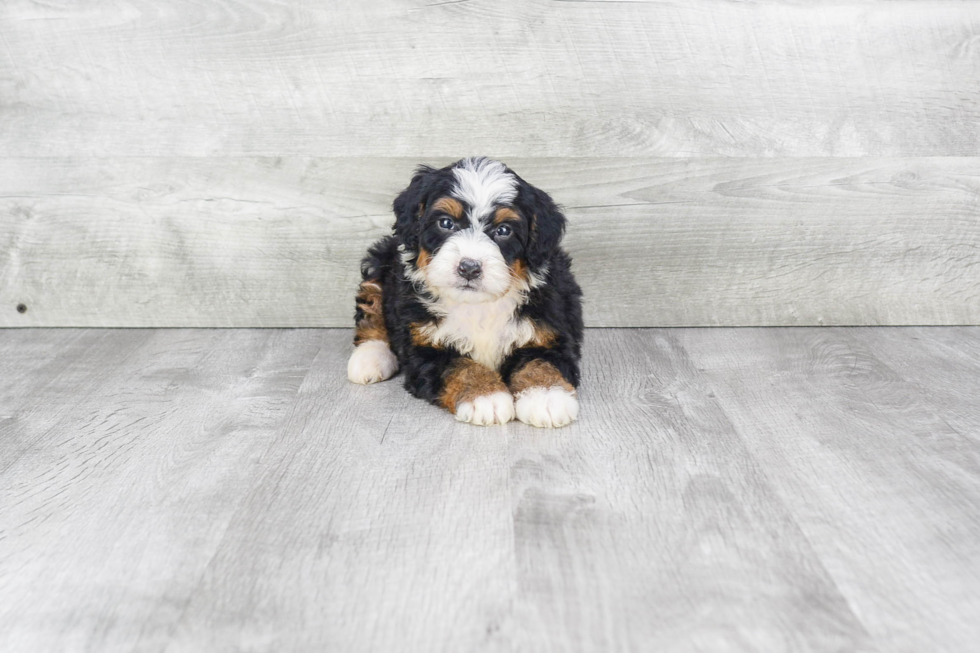 Best Mini Bernedoodle Baby