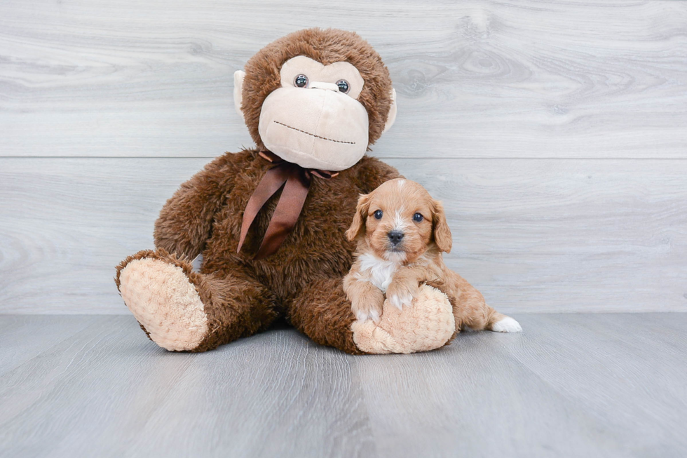 Best Cavapoo Baby