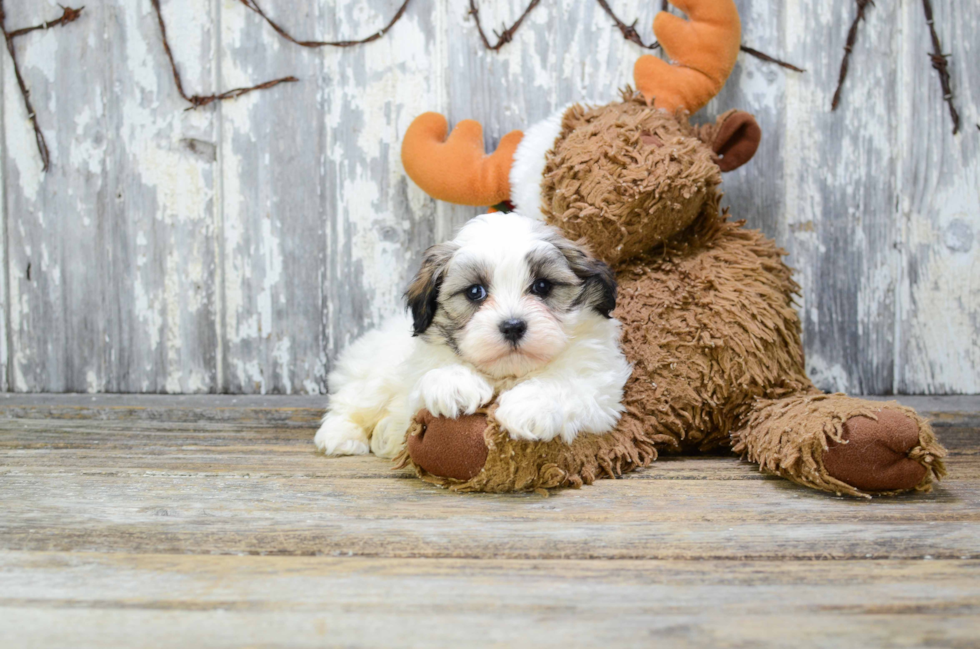 Popular Teddy Bear Designer Pup