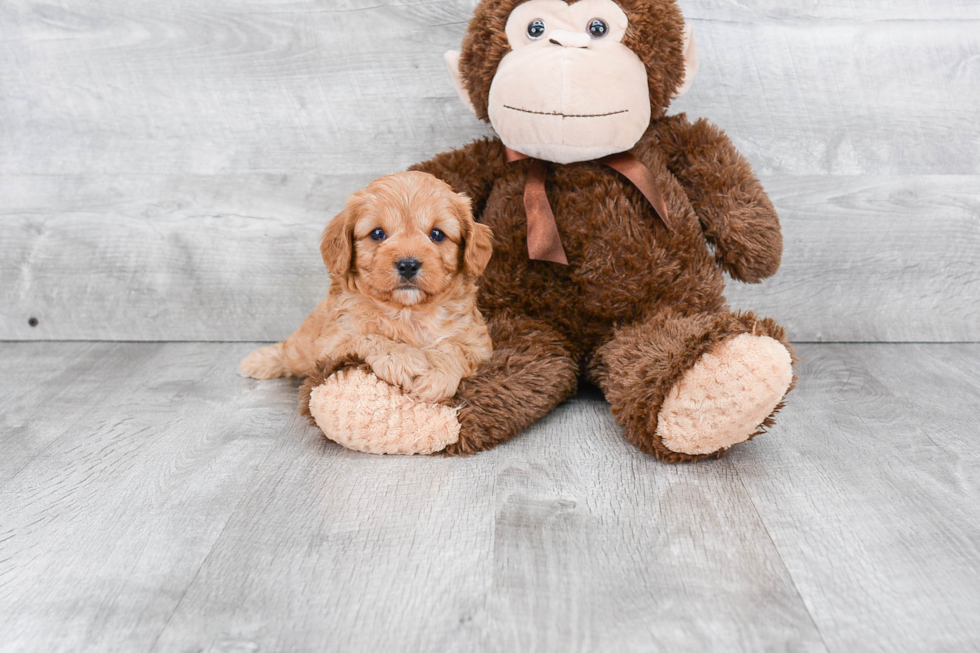 Energetic Cavoodle Poodle Mix Puppy