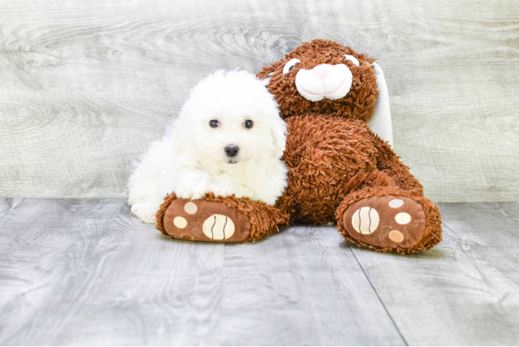 Bichon Frise Pup Being Cute