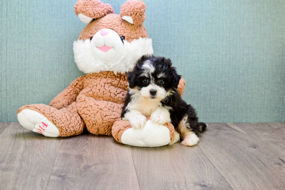 Popular Teddy Bear Designer Pup