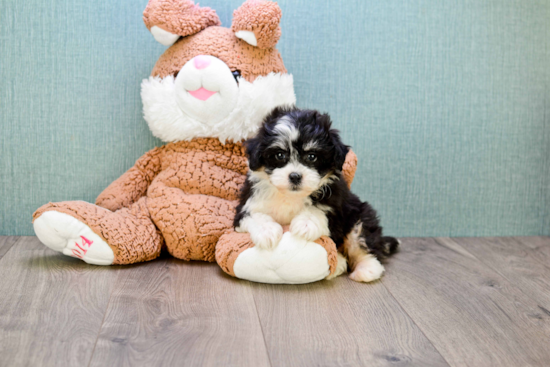 Popular Teddy Bear Designer Pup