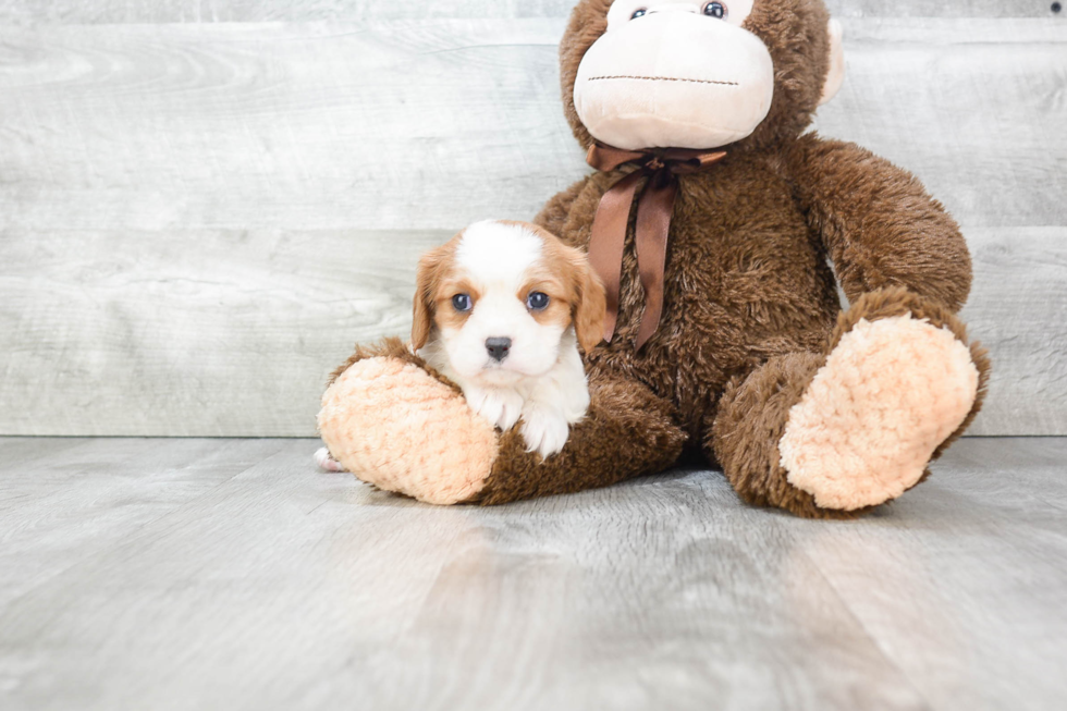 Cavalier King Charles Spaniel Puppy for Adoption